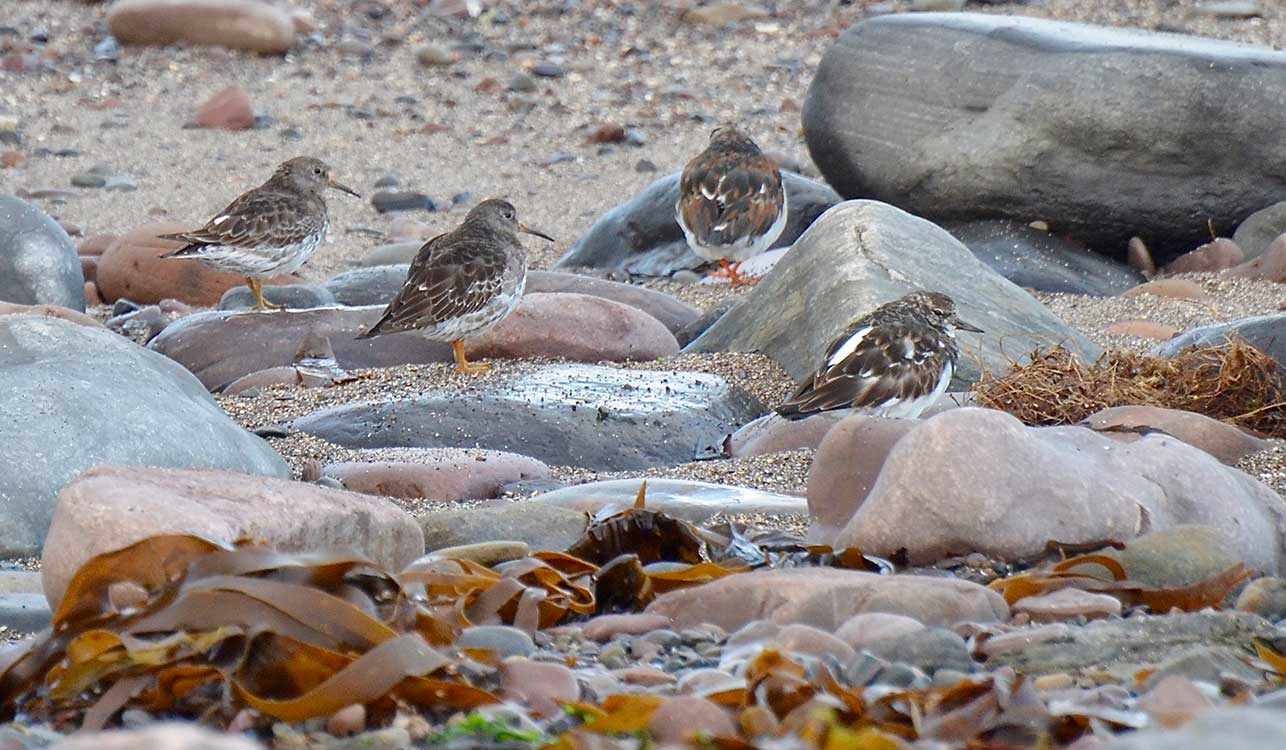 Purple sandpipers and turnstones