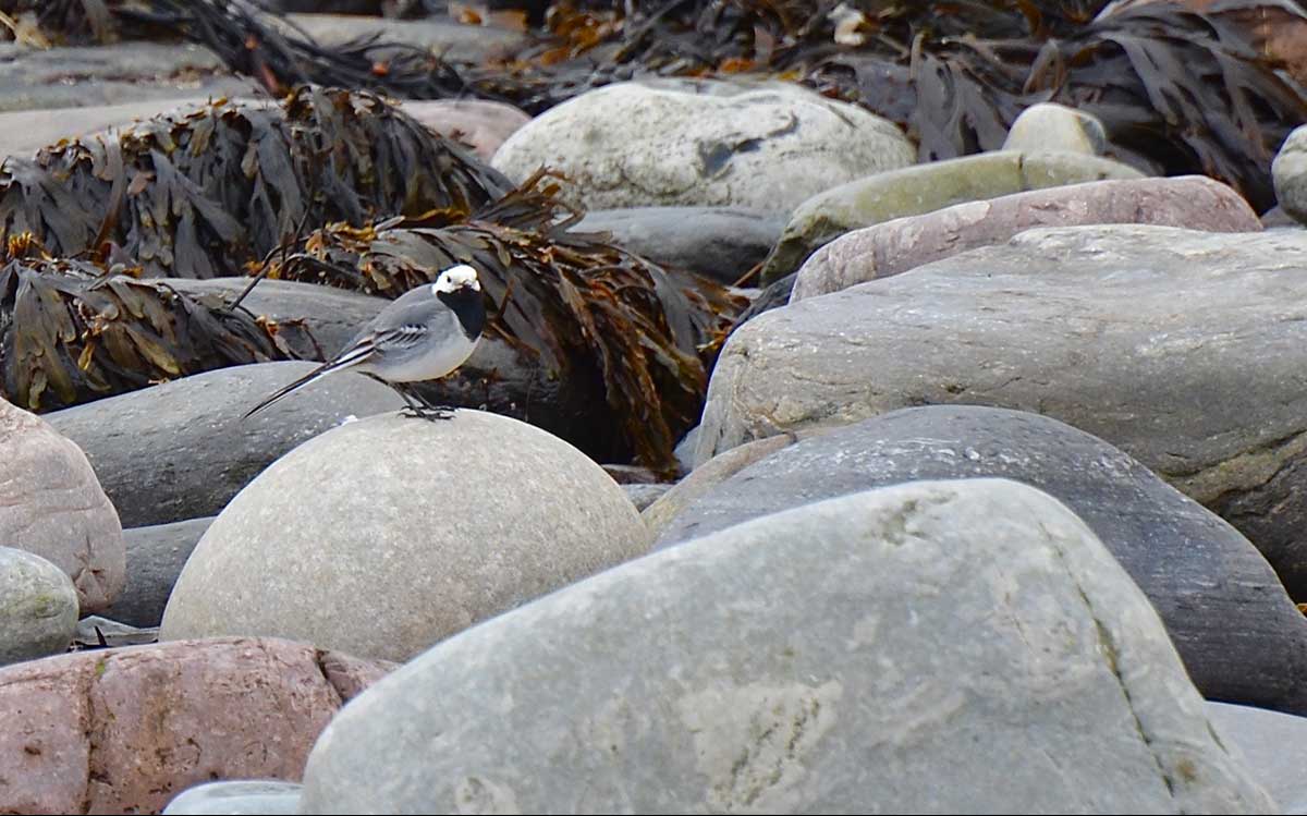 White wagtail
