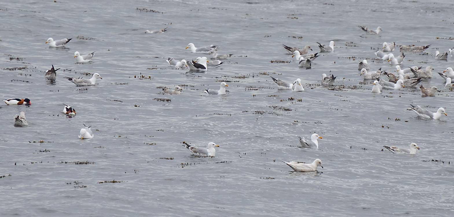 Gulls