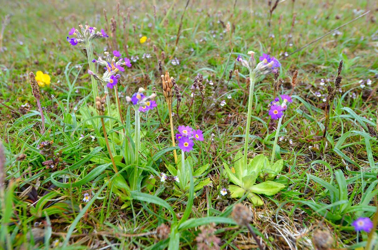 Scottish primrose